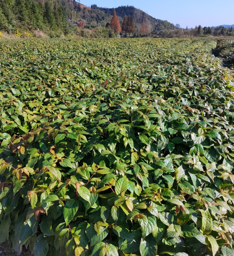 钩藤苗金钩莲丁吊藤倒挂刺苗大钩藤鹰爪风苗基地现挖直