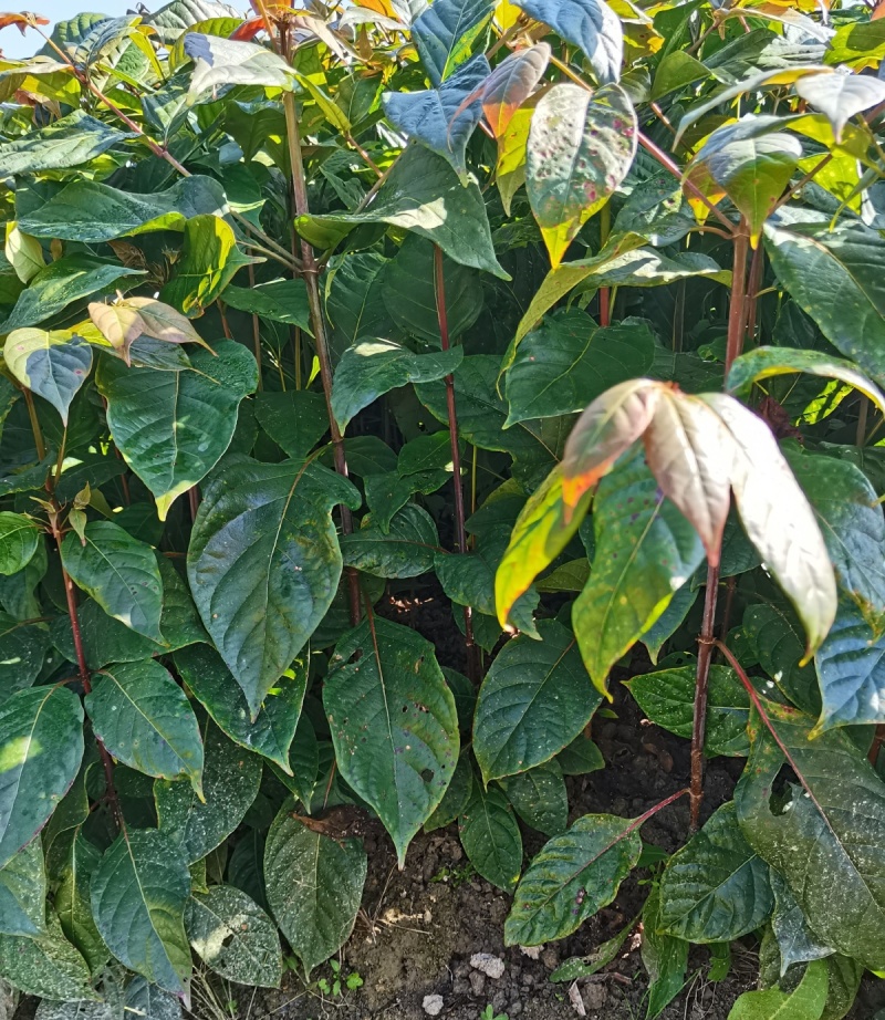 钩藤苗金钩莲丁吊藤倒挂刺苗大钩藤鹰爪风苗基地现挖直
