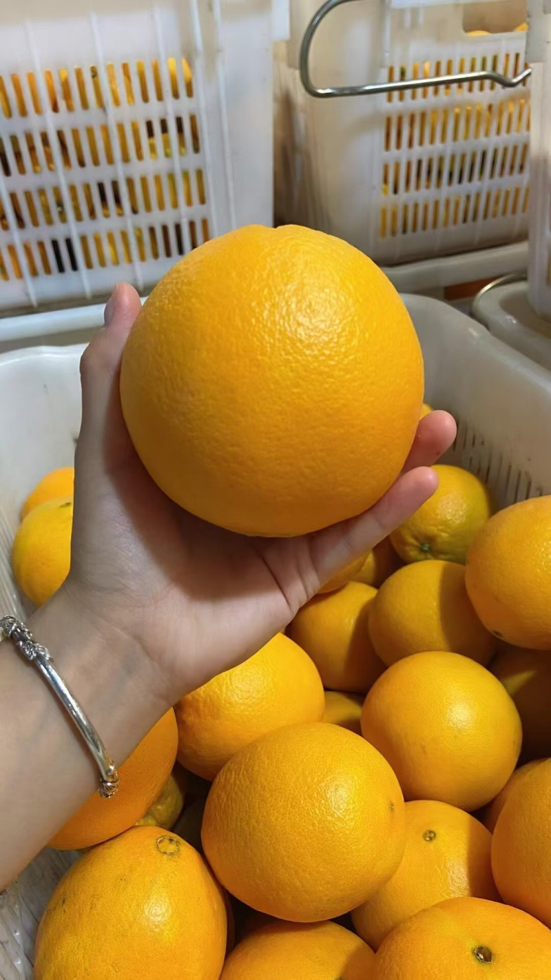 中国脐橙之乡赣南脐橙精品果无催熟