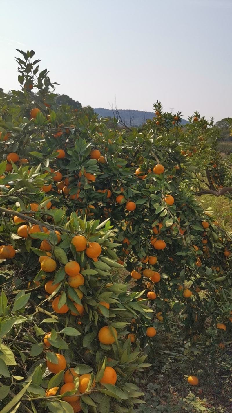 正宗石门柑橘蜜橘皮薄渣少货真价实
