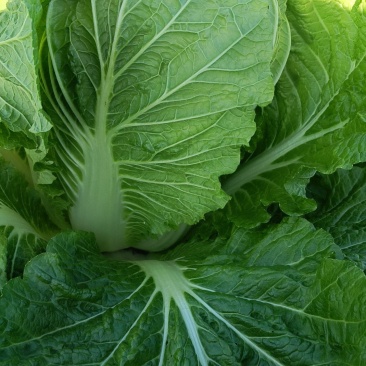 大白菜