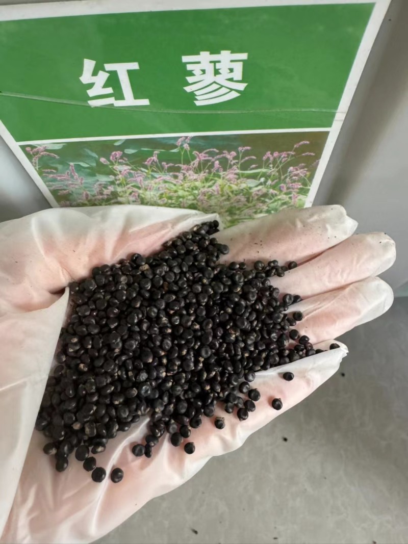 水红花种子蓼实子药材种子四季播种当季新籽水荭草子