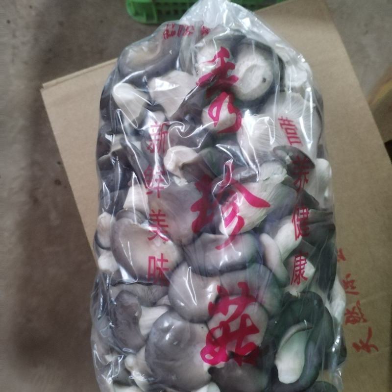 【热卖】河北精品秀珍菇新鲜采摘品质保障全国供应