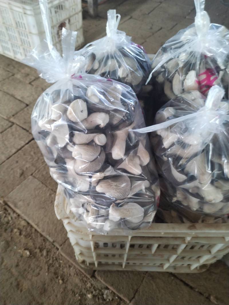 【热卖】河北精品秀珍菇新鲜采摘品质保障全国供应