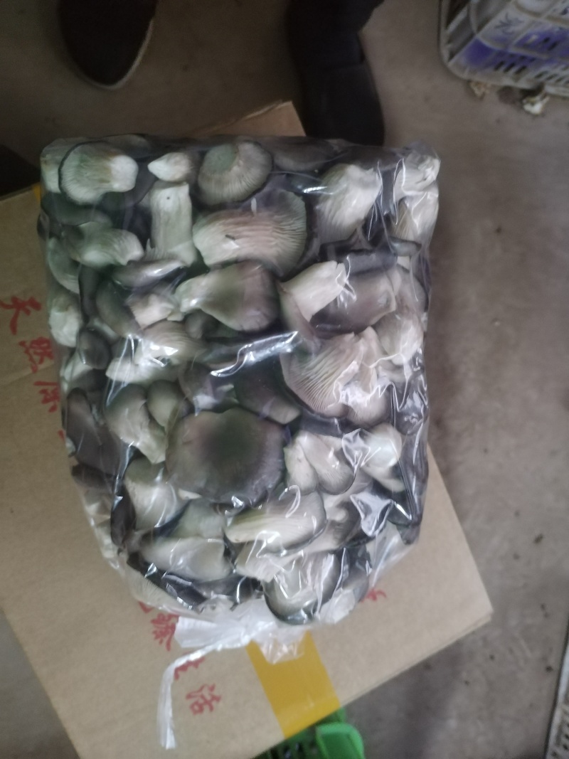 【热卖】河北精品秀珍菇新鲜采摘品质保障全国供应