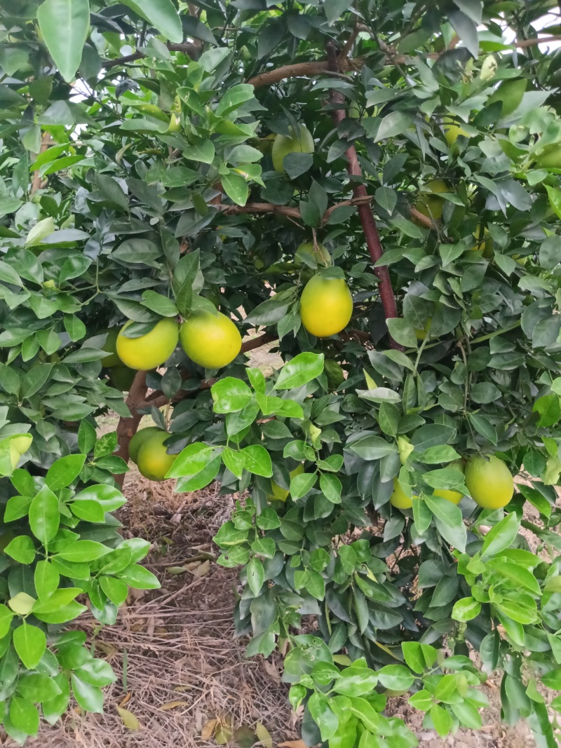 纽菏尔橙子