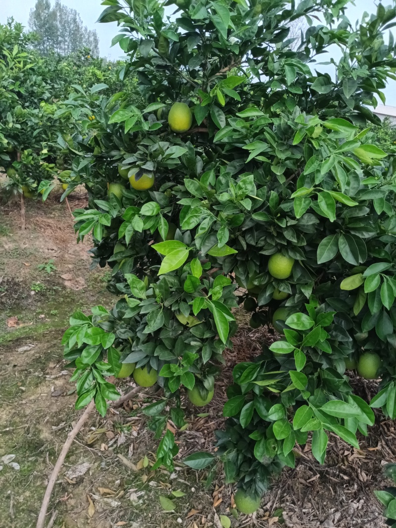 纽菏尔橙子