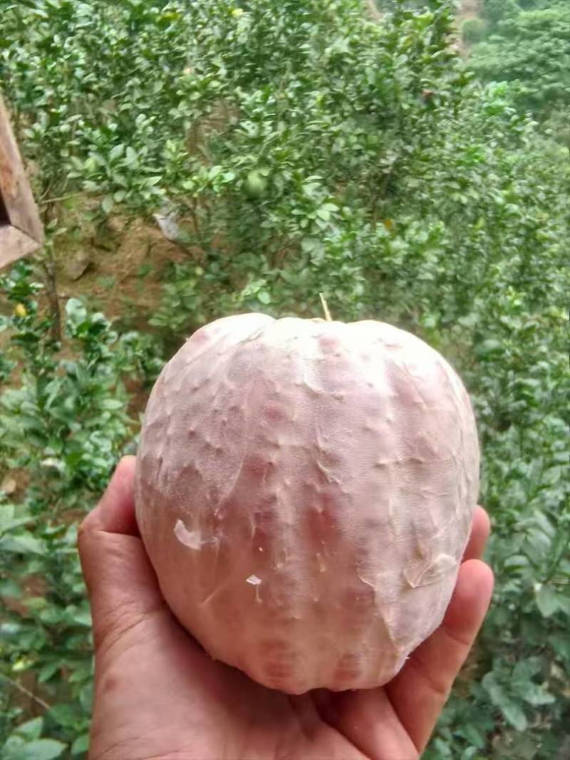青柚