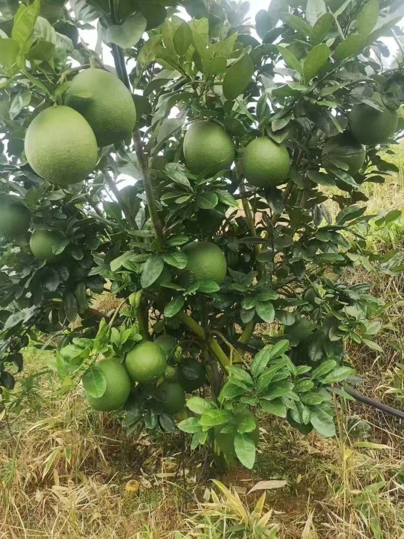 青柚