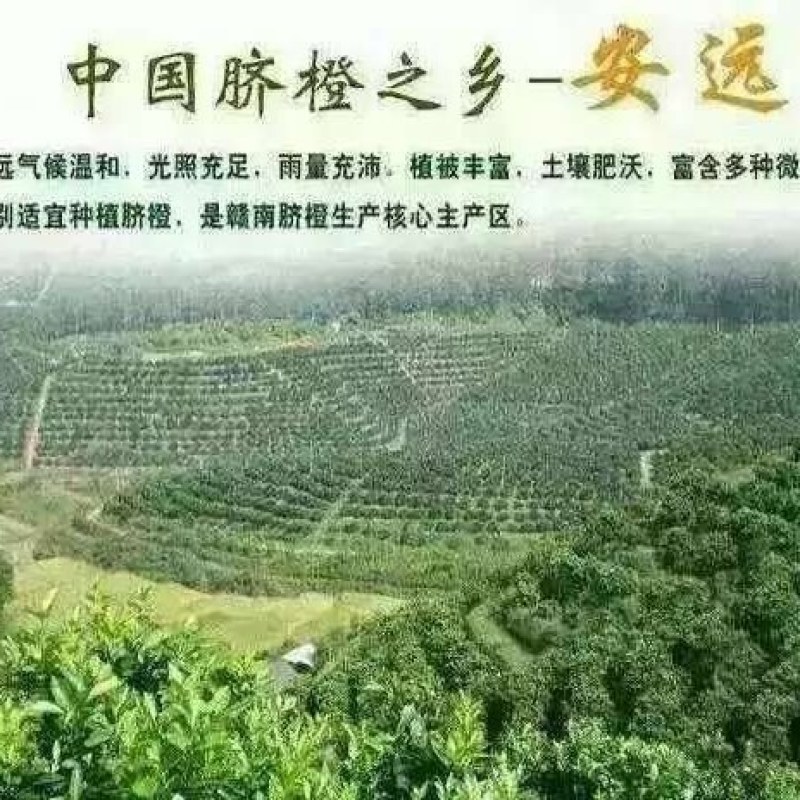 正宗江西赣南脐橙香甜可口营养丰富现摘现发一件代发量大从优