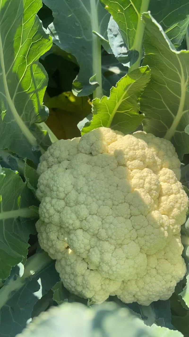 菜花