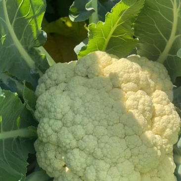 菜花