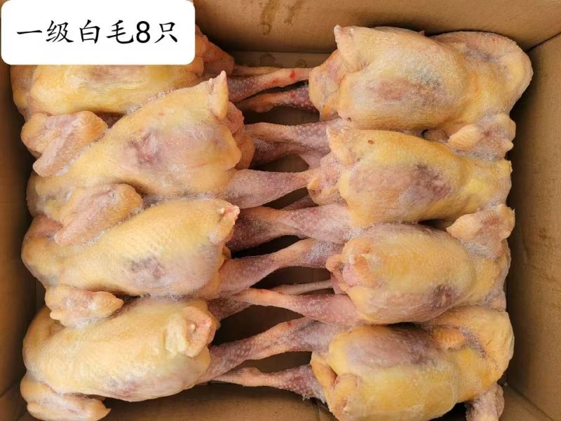 白条老母鸡，