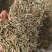 萹蓄新货萹蓄草切段批发零售量大从优