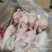 红毛白条鸡