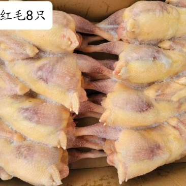 红毛白条鸡