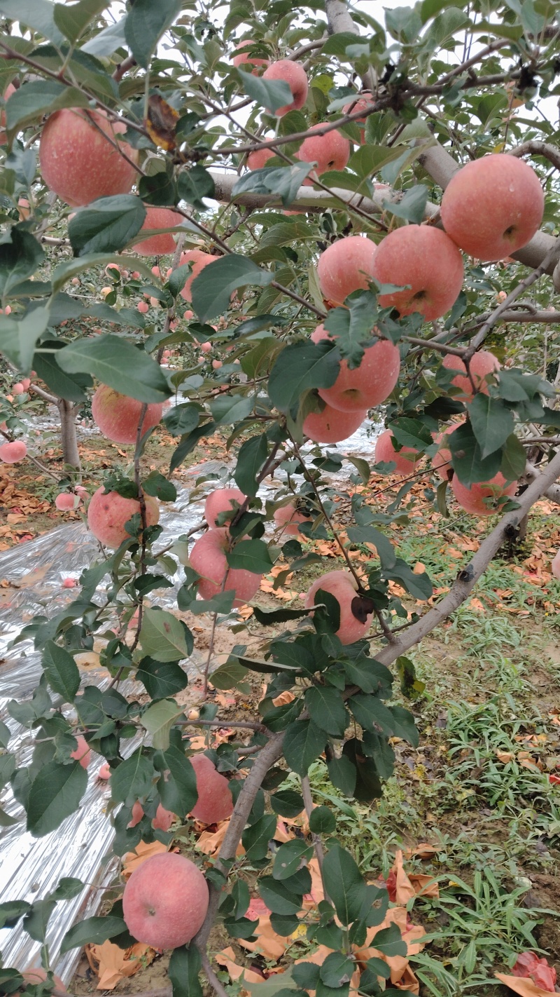 山西乡宁红富士苹果