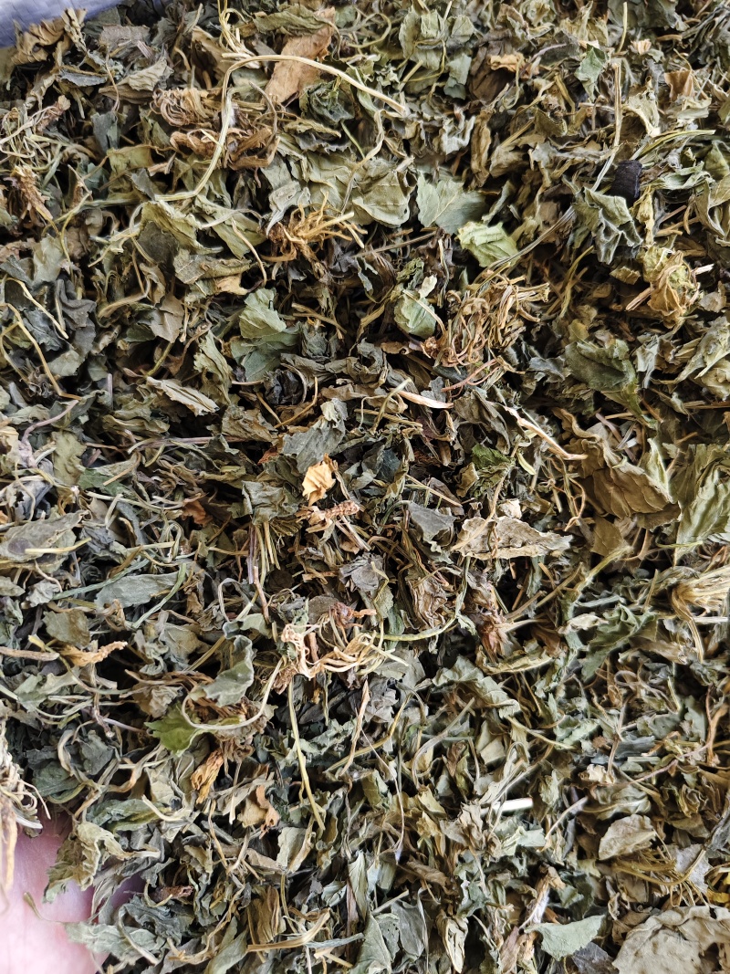 紫花地丁新货紫花地丁切段干净无杂质批发零售