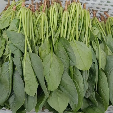波菜