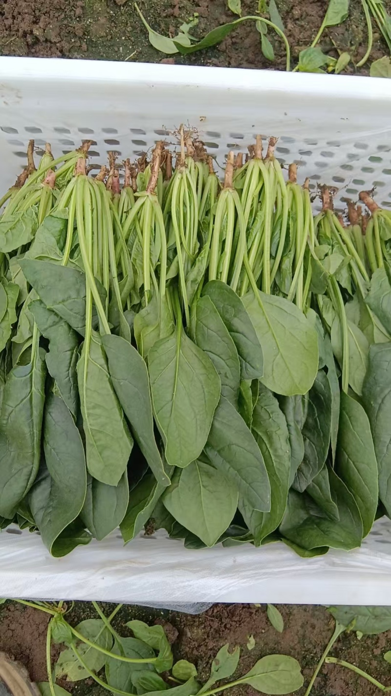 波菜