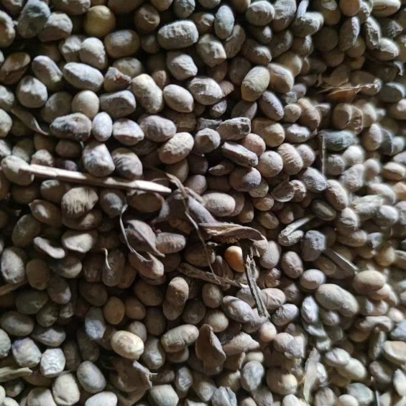 肥料豆大量供应