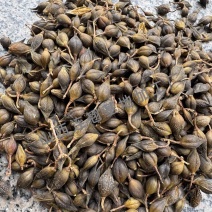 正宗好连翘长期有货不怕断24小时在线服务随时待命