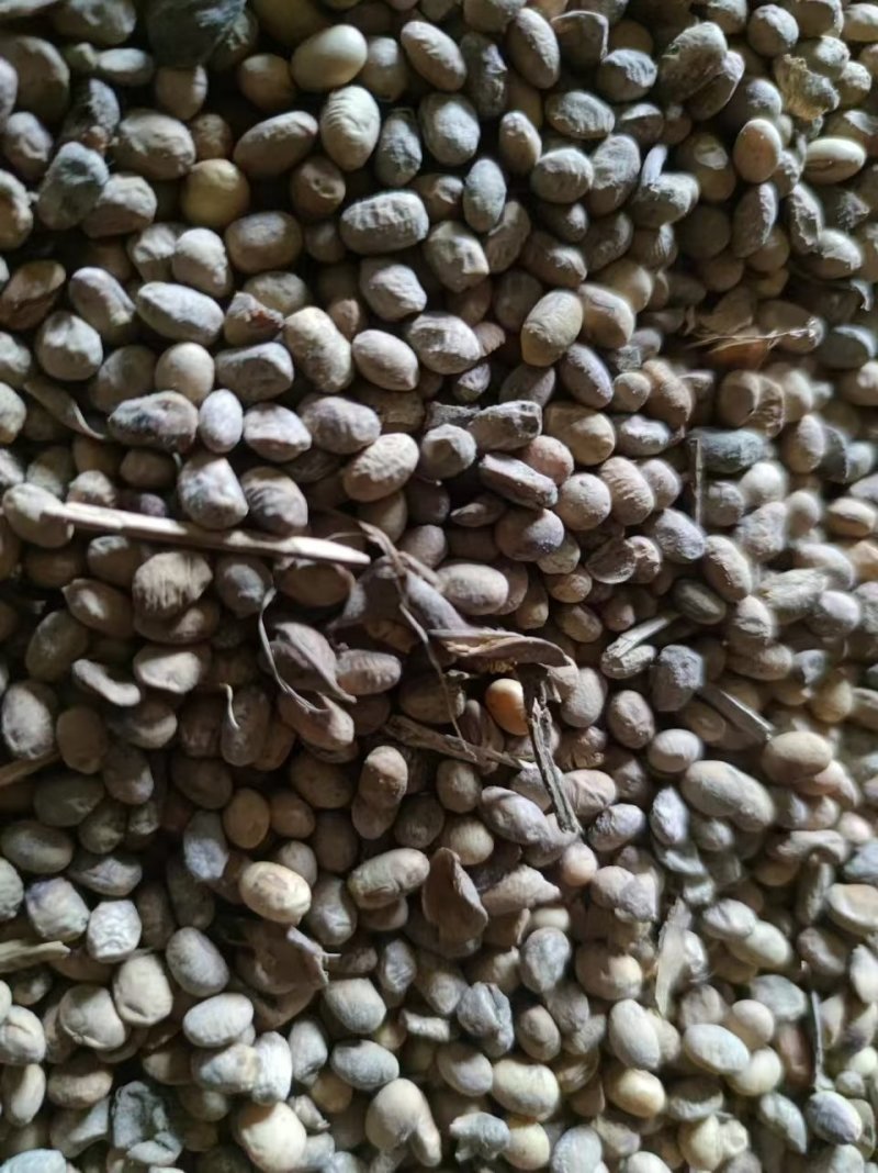 肥料豆大量供应
