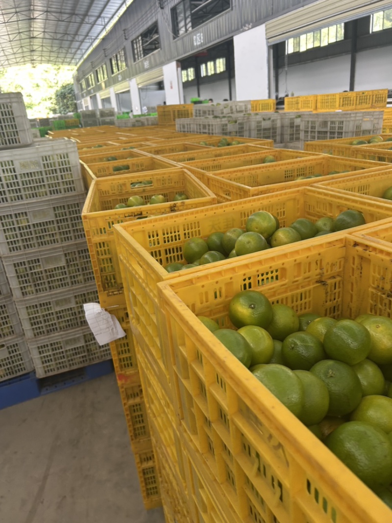 云南冰糖橙支持全国一件代发电商通货