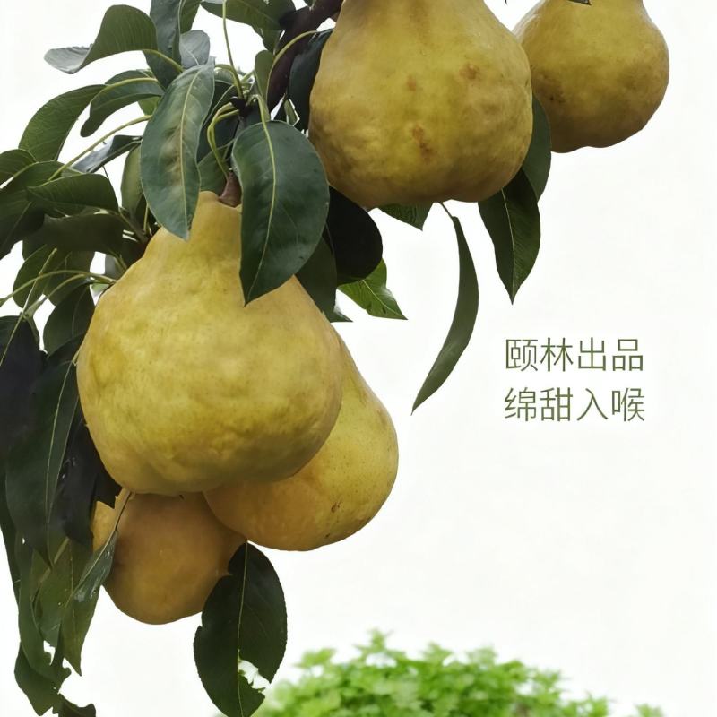 丑梨出售