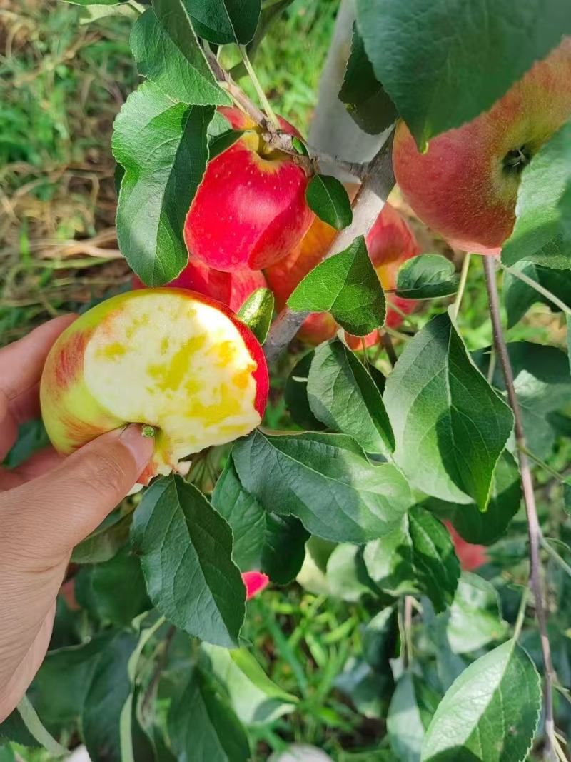 云南省昭通市昭阳区，质量是我们的底线,诚信是我们的原则…