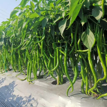夏邑辣椒薄皮椒大量现货现摘现发坏烂包赔价格便宜