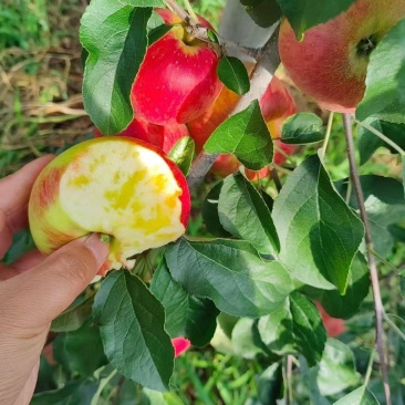 云南省昭通市昭阳区，质量是我们的底线,诚信是我们的原则…