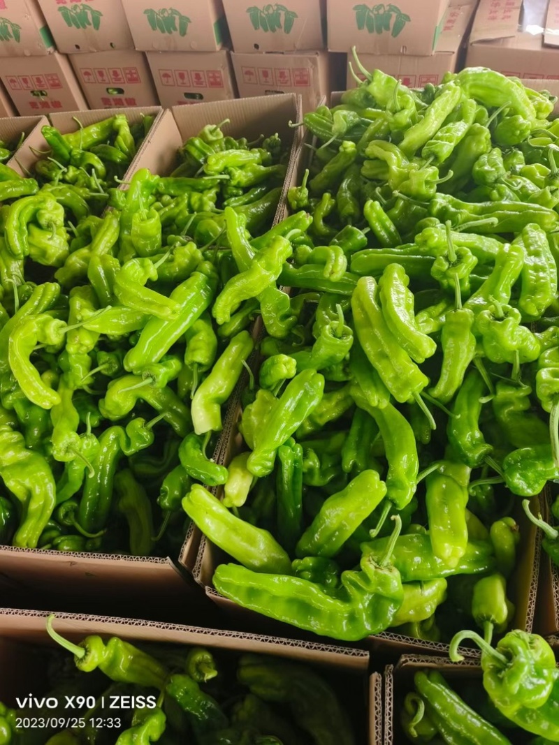 夏邑辣椒薄皮椒大量现货现摘现发坏烂包赔价格便宜