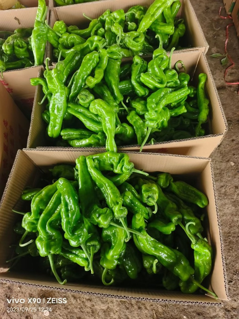 夏邑辣椒薄皮椒大量现货现摘现发坏烂包赔价格便宜