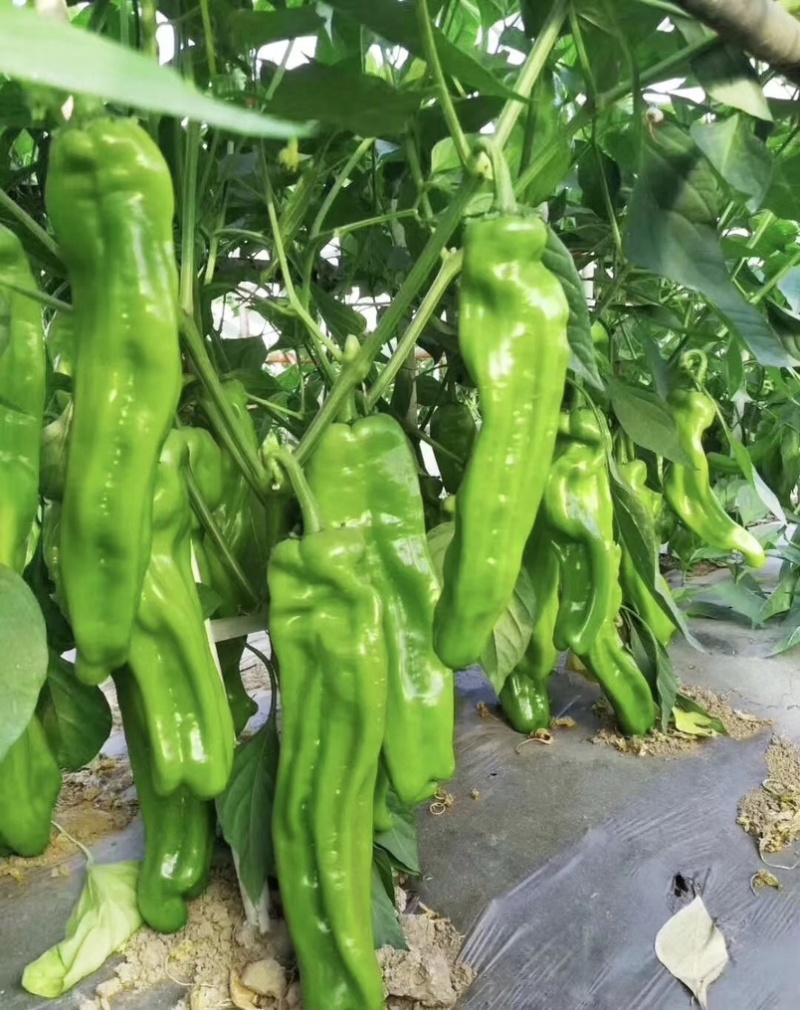 夏邑辣椒薄皮椒大量现货现摘现发坏烂包赔价格便宜