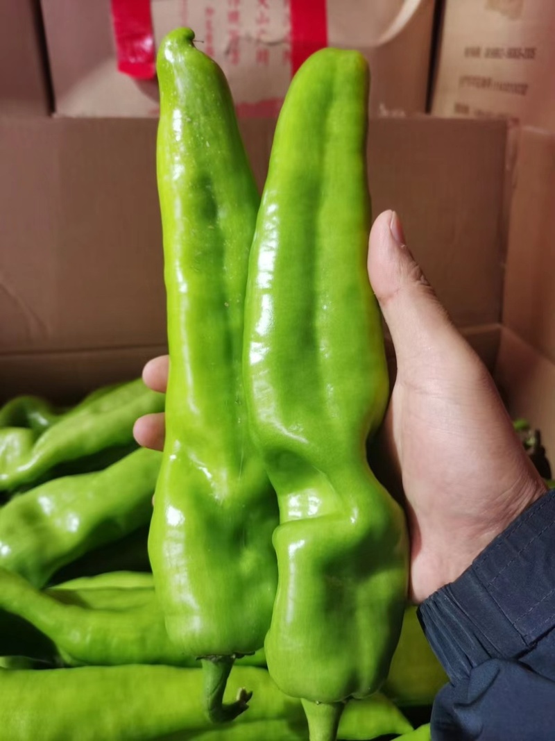 夏邑辣椒薄皮椒大量现货现摘现发坏烂包赔价格便宜