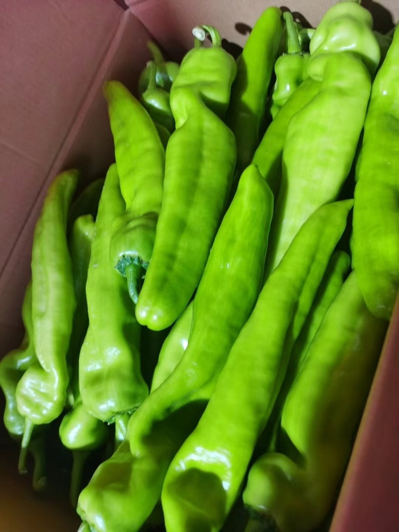 夏邑辣椒薄皮椒大量现货现摘现发坏烂包赔价格便宜