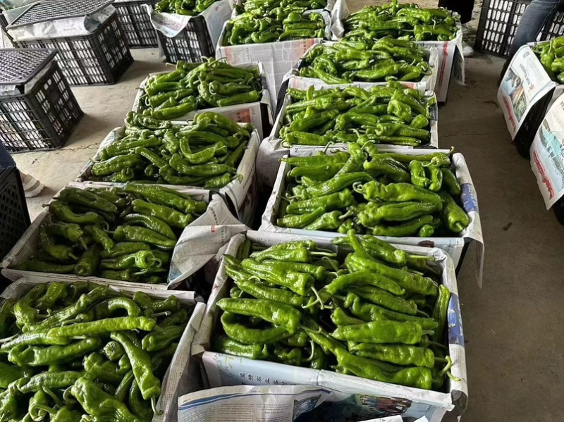 夏邑辣椒薄皮椒大量现货现摘现发坏烂包赔价格便宜