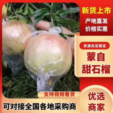 云南蒙自老树甜石榴绿籽石榴果农直发新鲜现摘一件起包邮