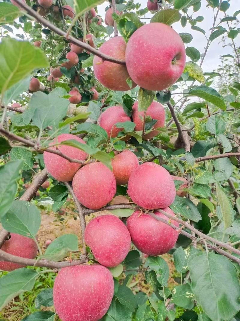 10月15日云南省昭通市昭阳区可整车发货更优惠，一件代发