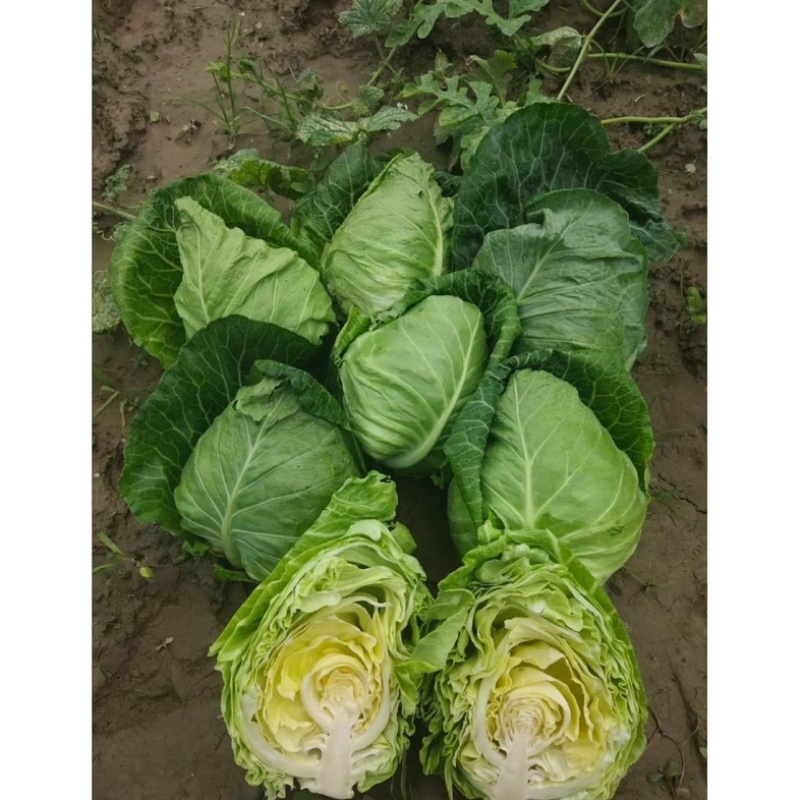 新鲜蔬菜新鲜尖头牛心菜江苏南通海门直发批发