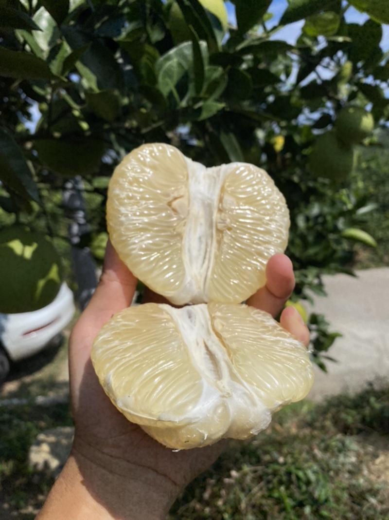 湖南安江冰糖柚，雪峰柚，小土柚，中华小药柚…