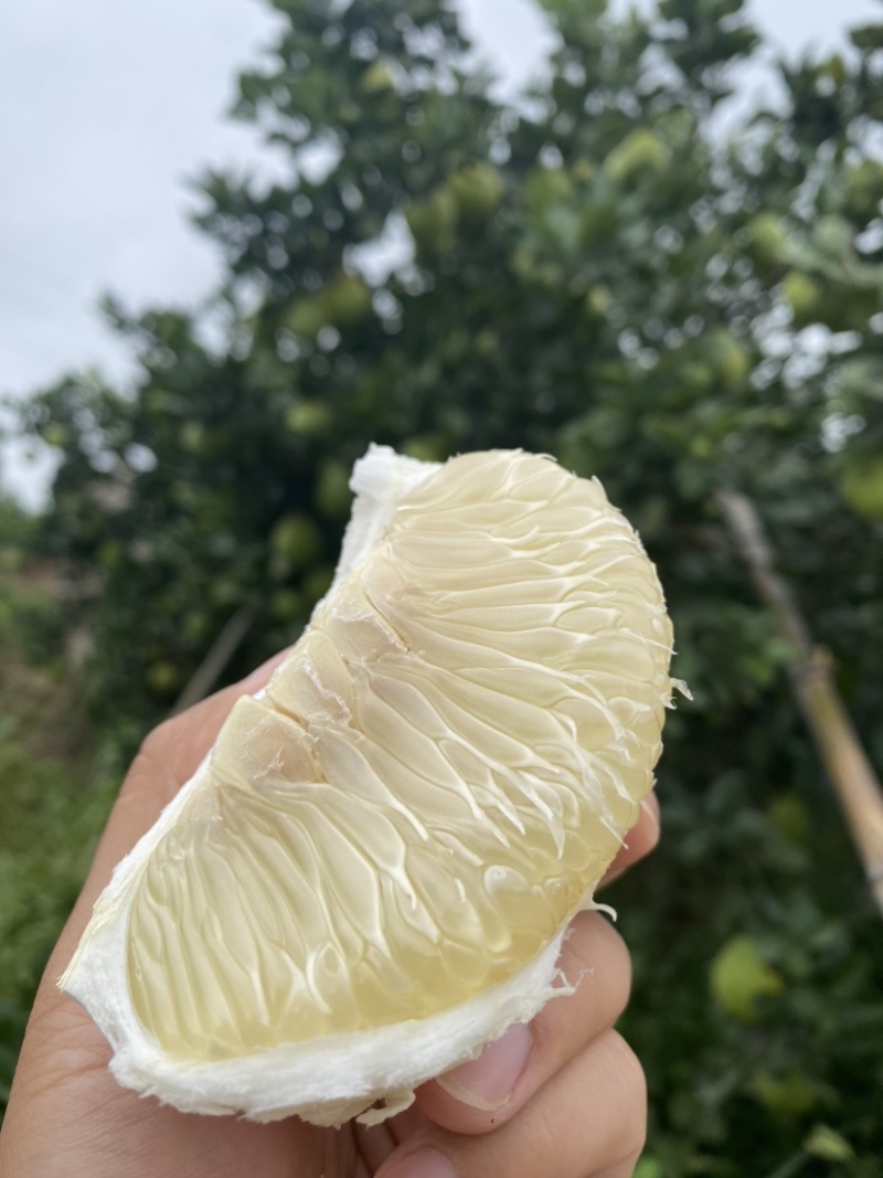 湖南安江冰糖柚，雪峰柚，小土柚，中华小药柚…