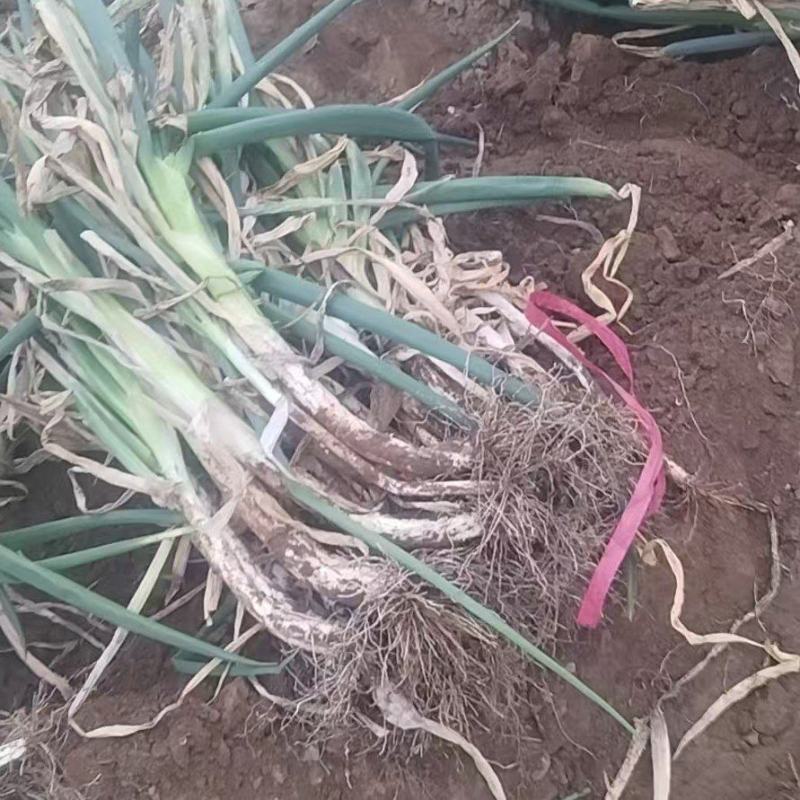 大葱