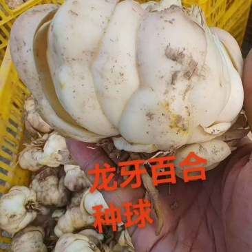 龙牙百合