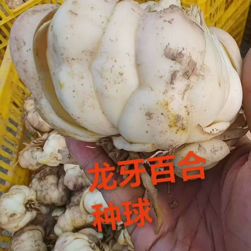 龙牙百合
