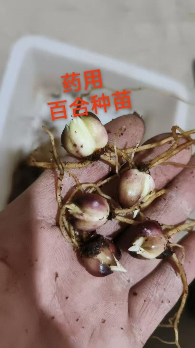 龙牙百合