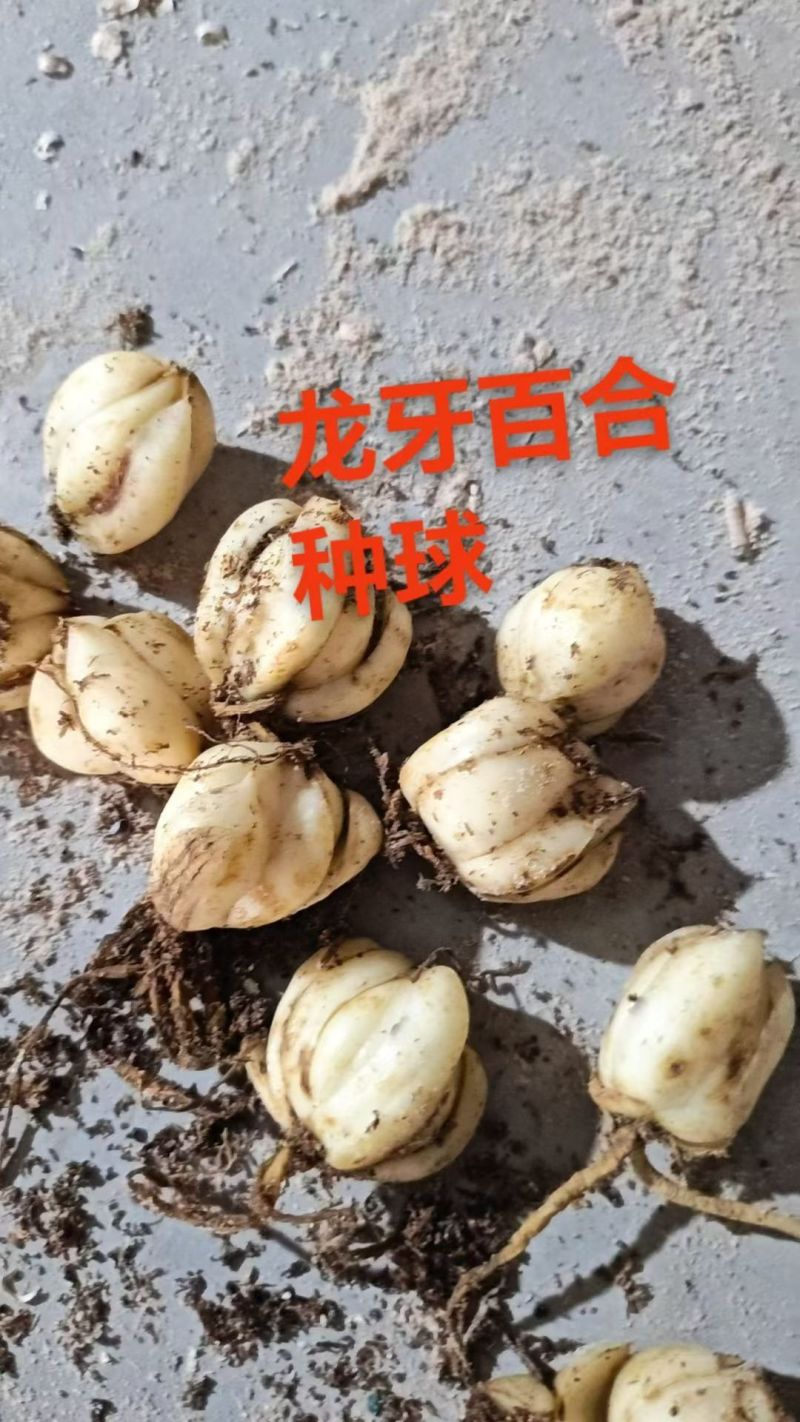 龙牙百合