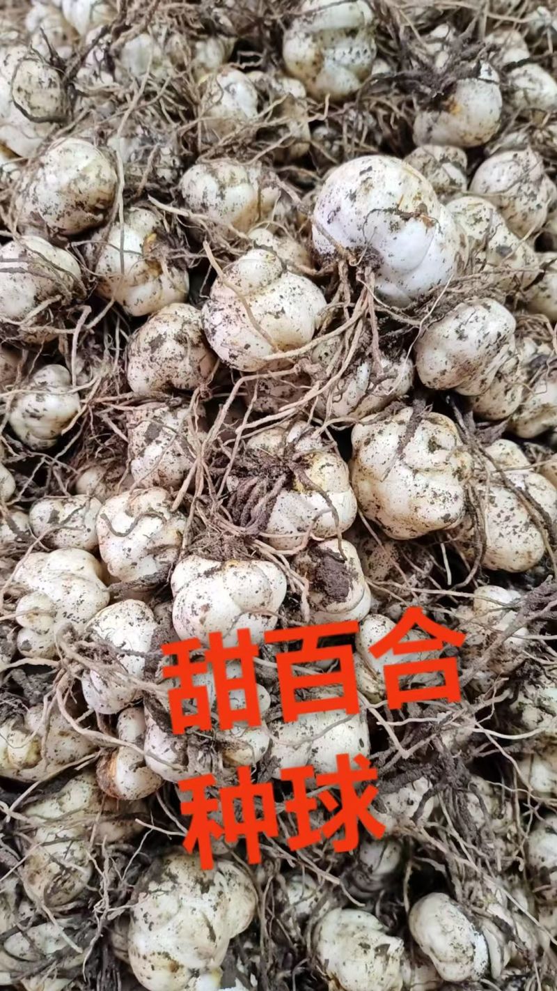 龙牙百合