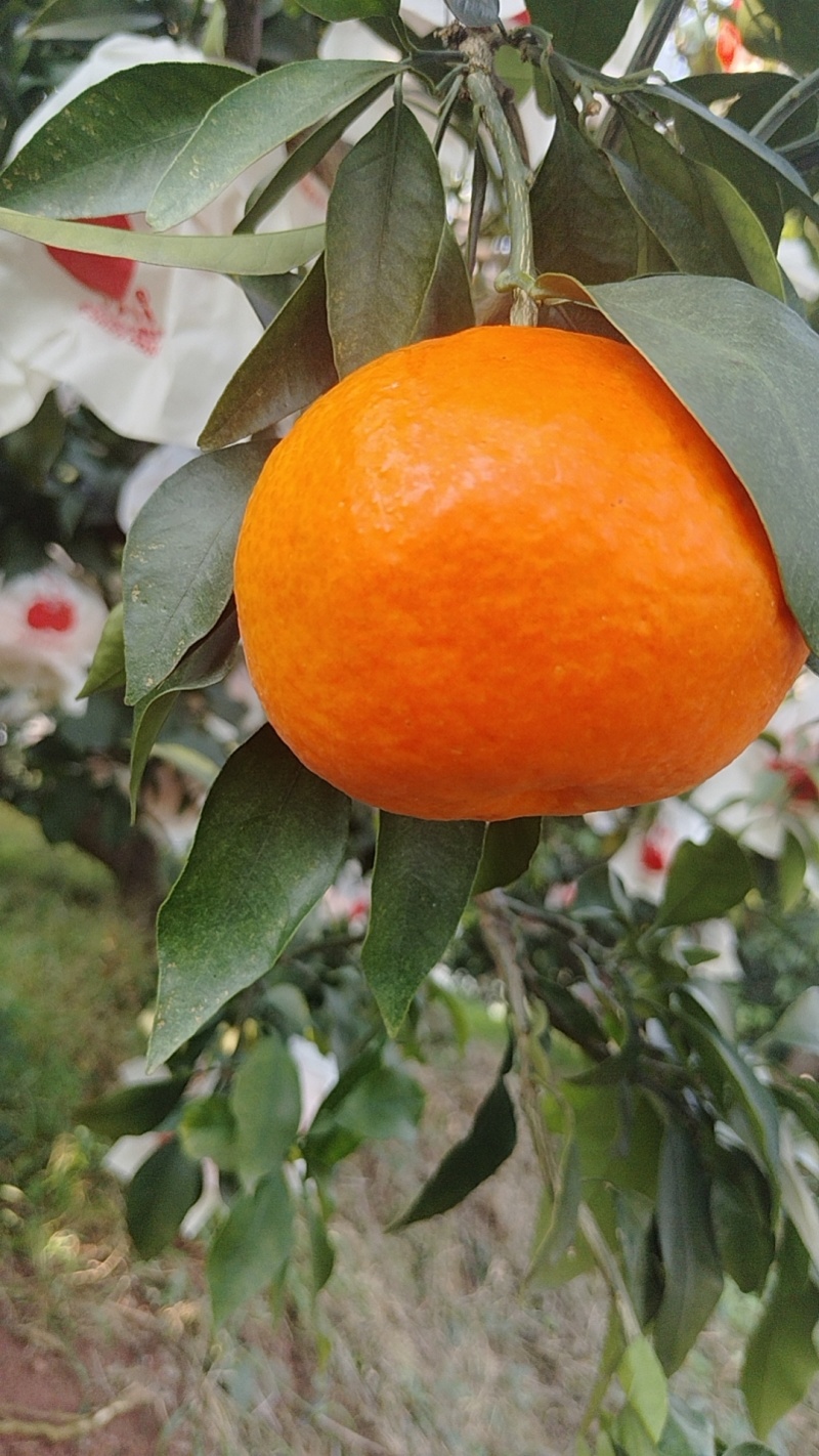 爱媛果冻橙